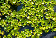 Duckweed, Elodea (oxygen supply)