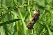 Local plants, wildflowers and reeds are grown