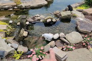 Pair it with shallow water beaches to attract butterflies and bees to drink water.