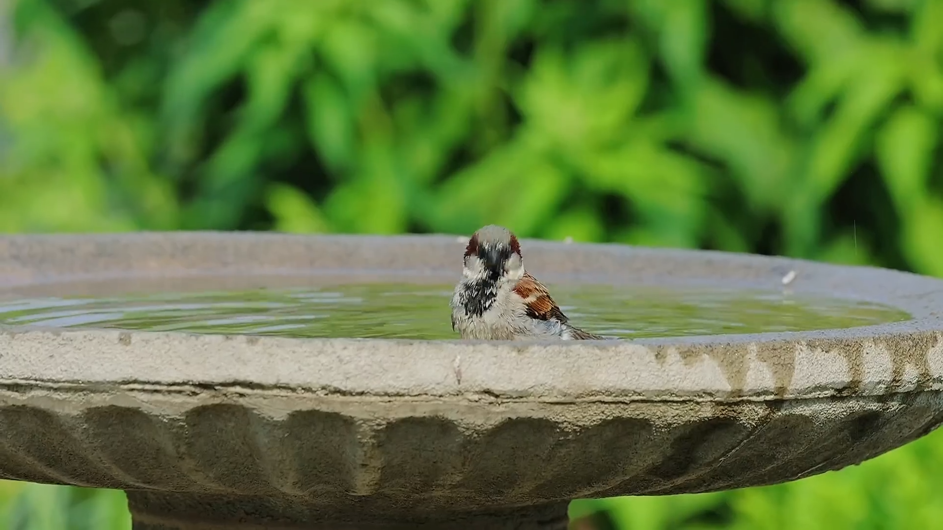 Why Poposoap Solar Floating Bird Bath Fountain Is the Best Choice for a Bird Bath?
