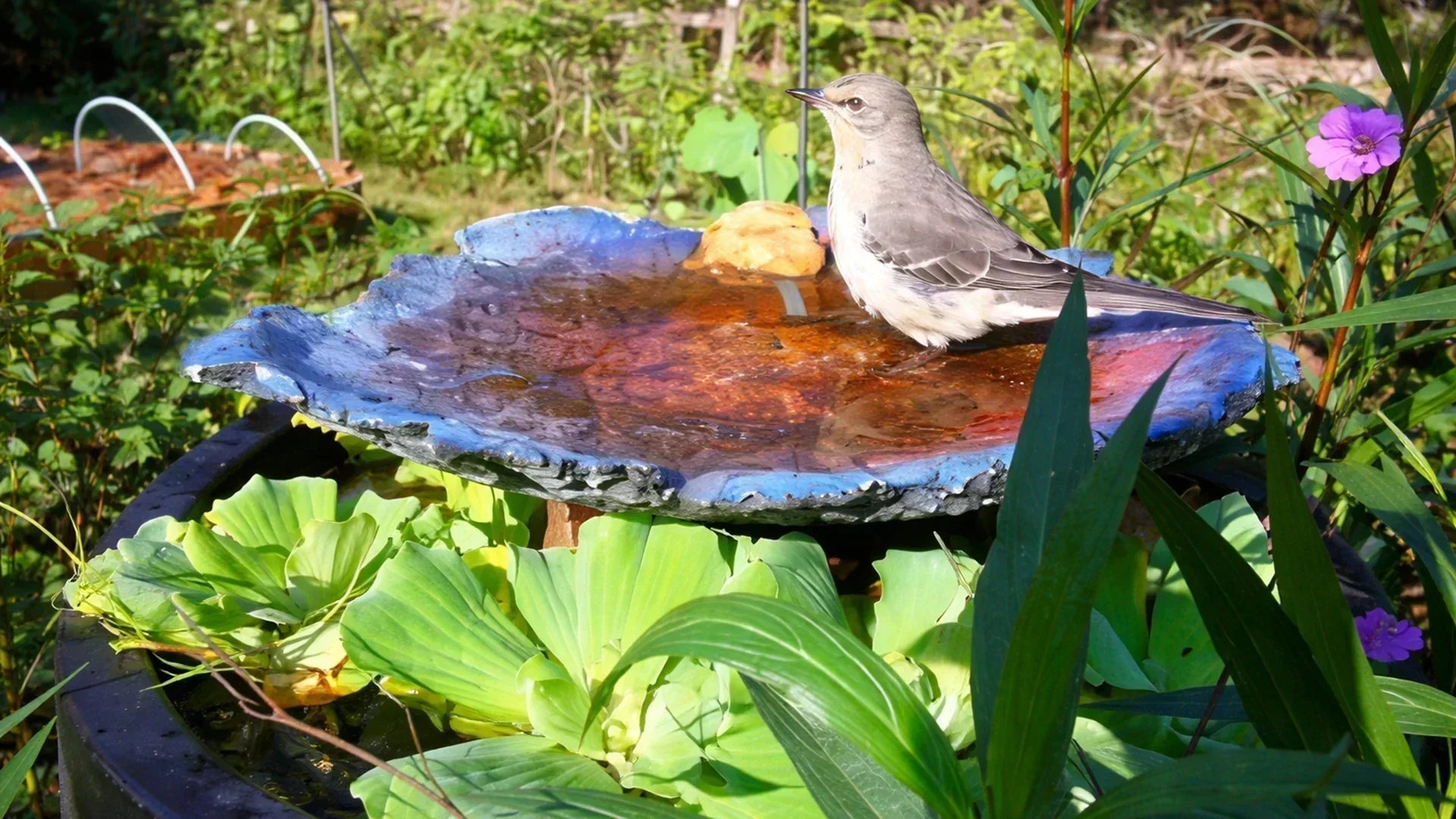 Why Choose Poposoap Solar Birdbath Pumps? Energy Saving and Environmental Protection