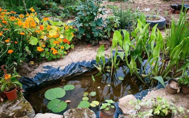 5 Key Elements for Building an Eco-Pond