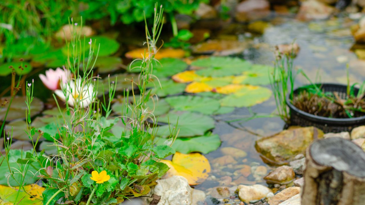 Best Plants to Naturally Filter Pond Water