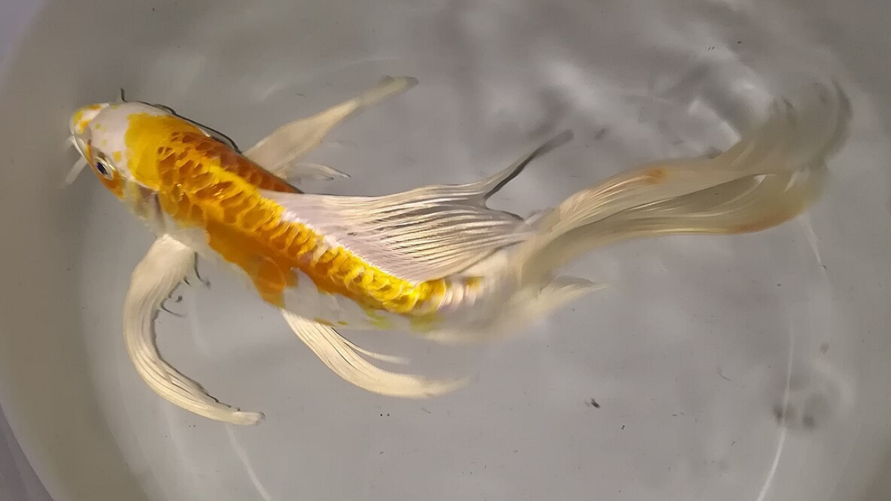 Butterfly Koi: Basic Facts to Know