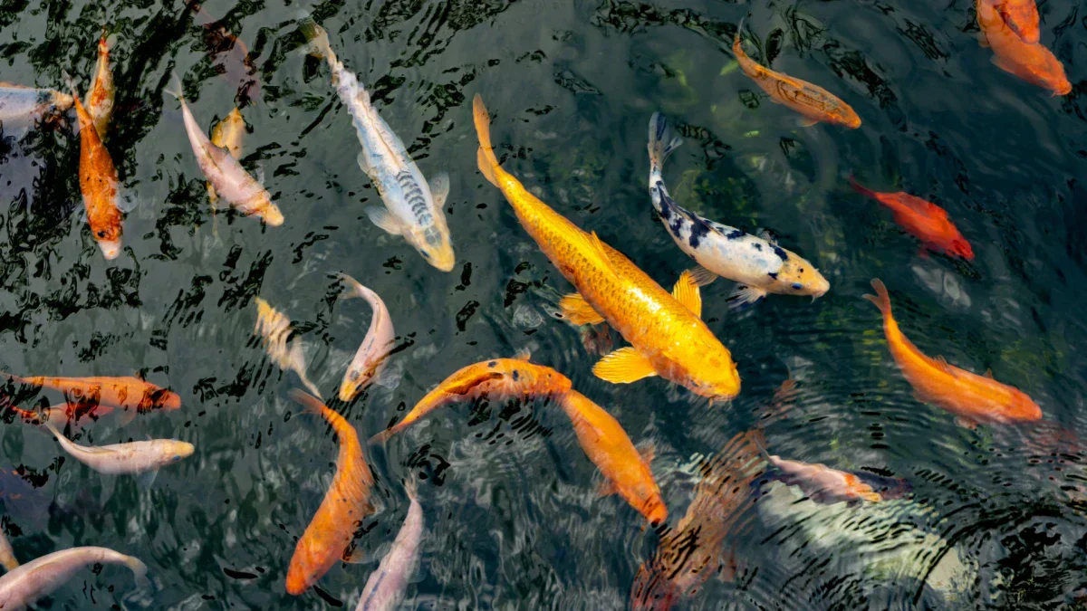 Koi Fish Change Colors