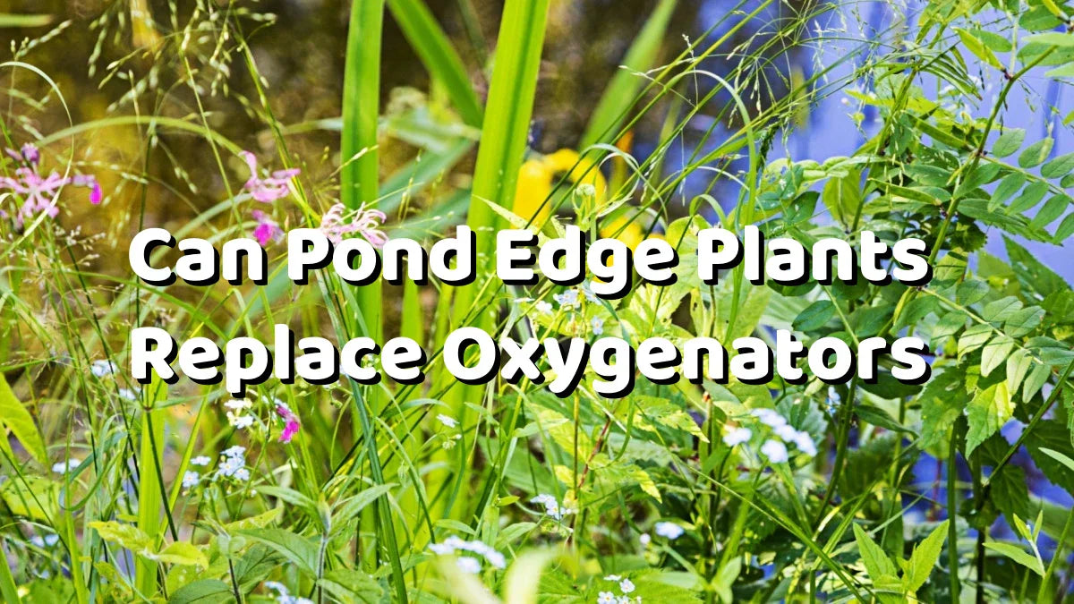 Can Pond Edge Plants Replace Oxygenators