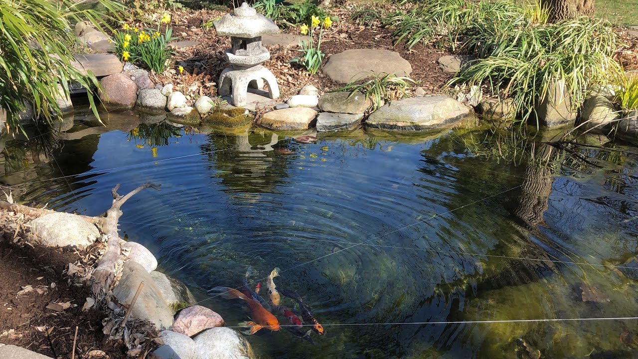 Basic Rules of Keeping Koi and Pond Fish