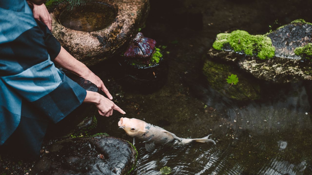 Common Problems in Pond Fish Care & How to Solve Them