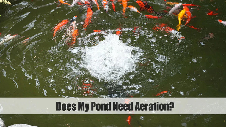 Does My Pond Need Aeration?