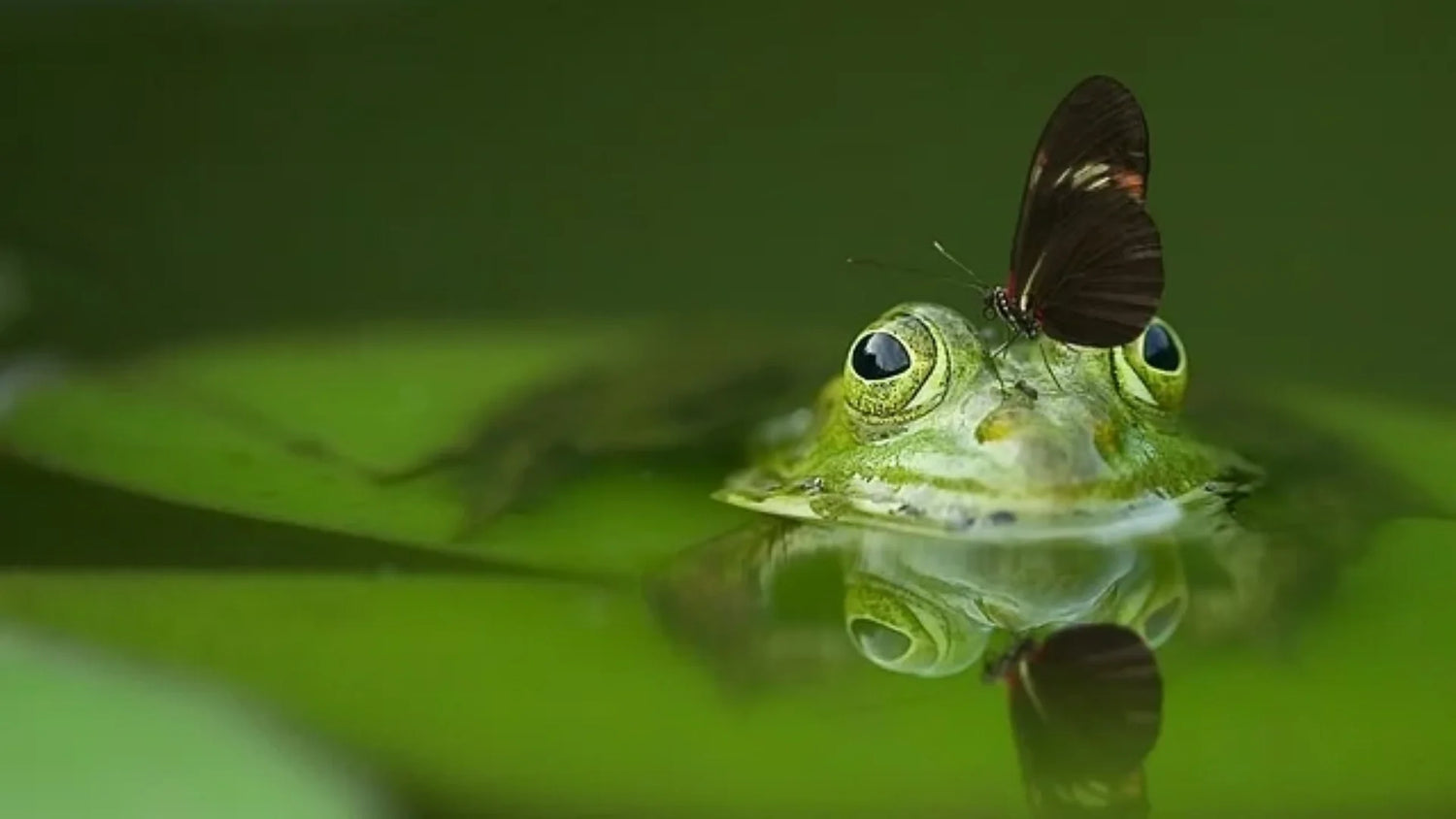 Example of Commensalism in a Pond