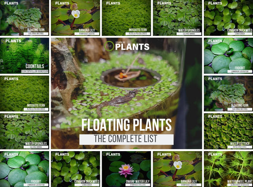 The Ultimate Guide to Floating Aquatic Plants for Your Pond