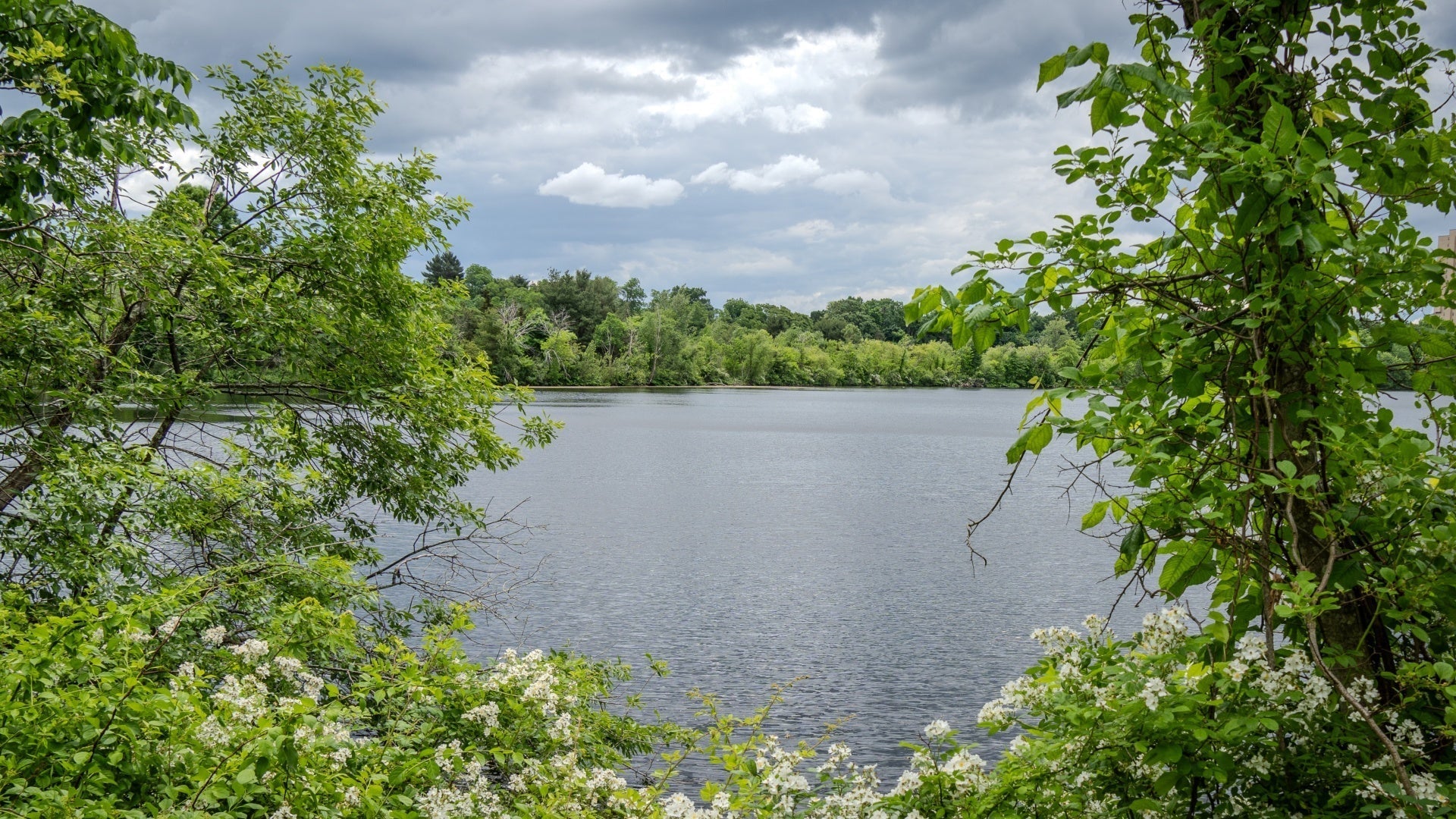 Fresh Pond Lake: Explore Its Beauty and Ecosystem