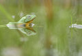 Green Frog vs. American Bullfrog: How to Tell the Difference (With Pond Tips)