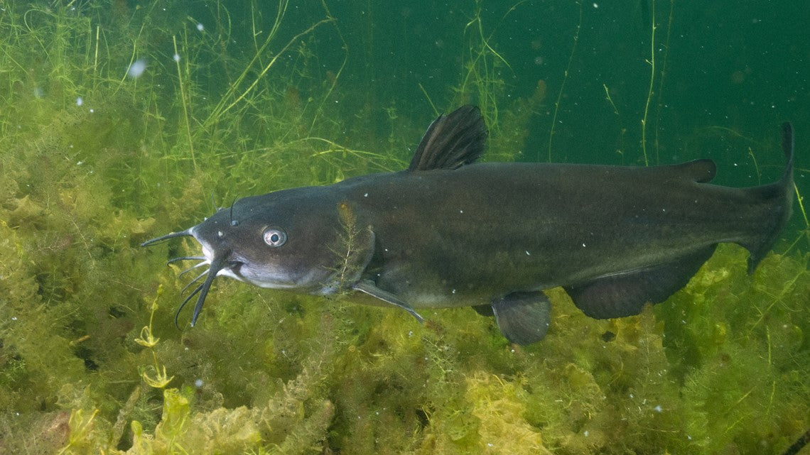 How Many Catfish Should Be in a Pond
