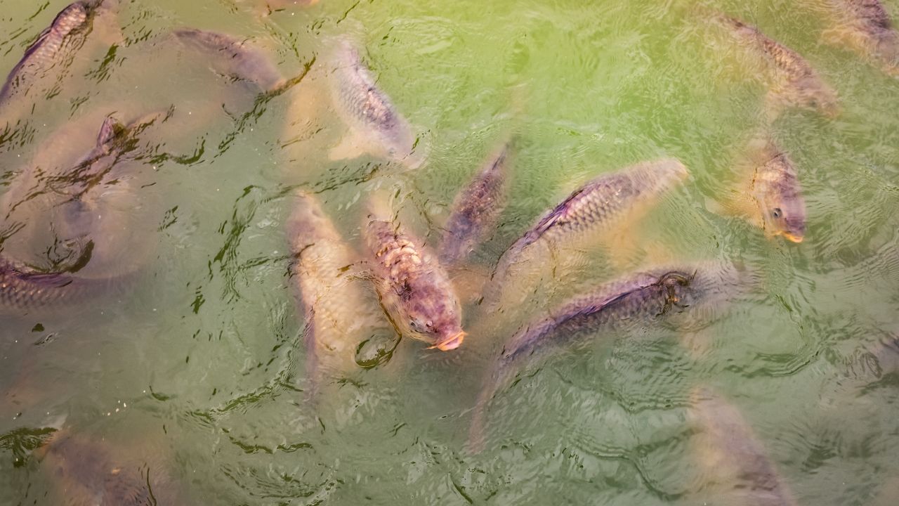 How to Get Rid of Pond Algae Without Harming Your Fish