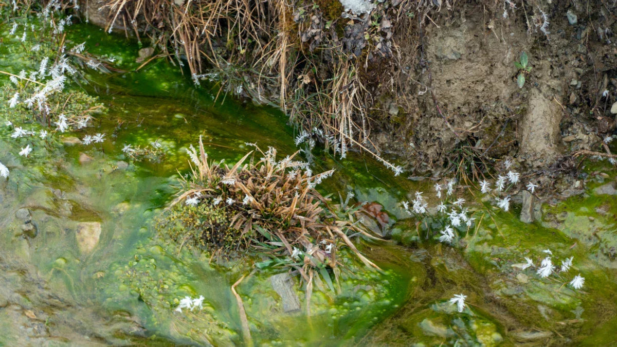 How to Handle Algae Without Chemicals