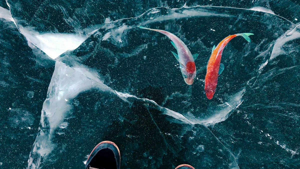 How to Observe Fish in a Frozen Pond During Winter