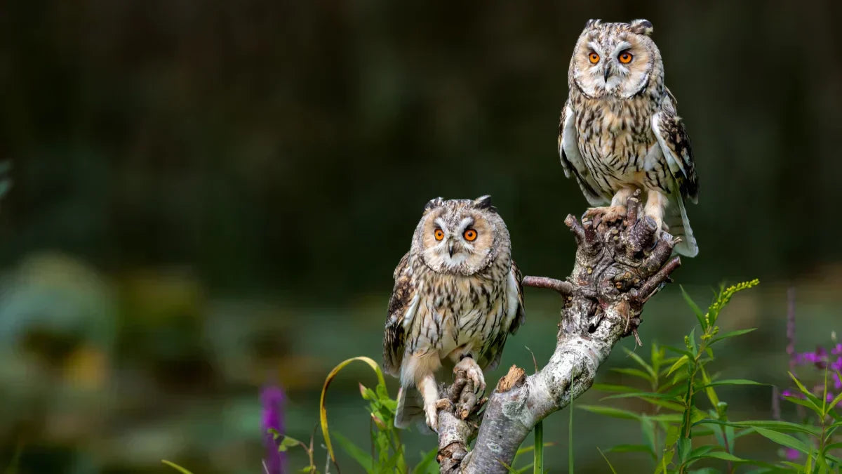 How to Prevent Owls from Eating Fish in Your Pond