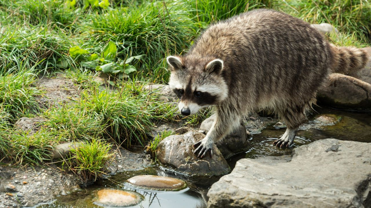 How to Keep Raccoons Out of Your Pond and Protect Fish