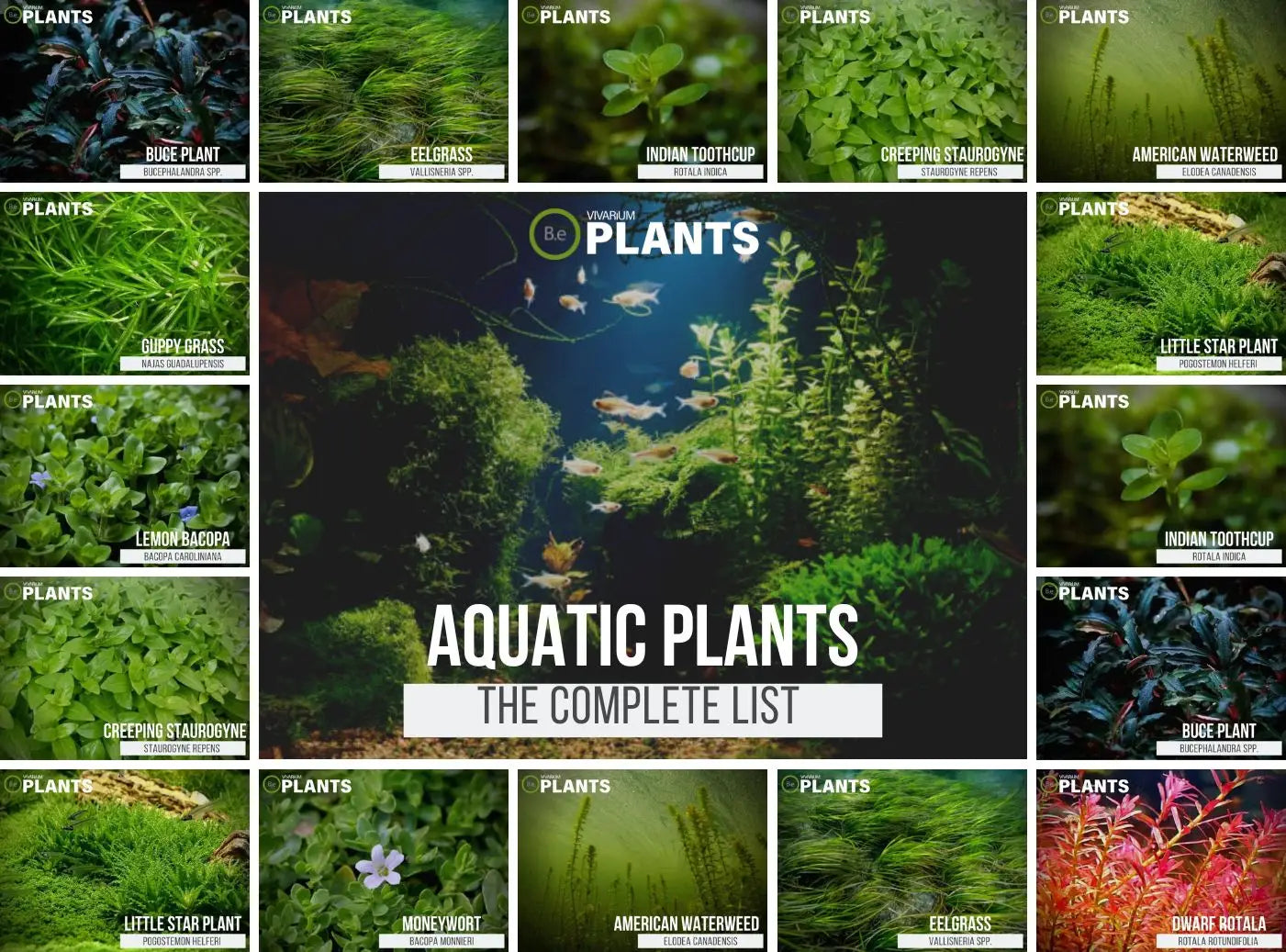 List of Plants in the Aquatic Biome