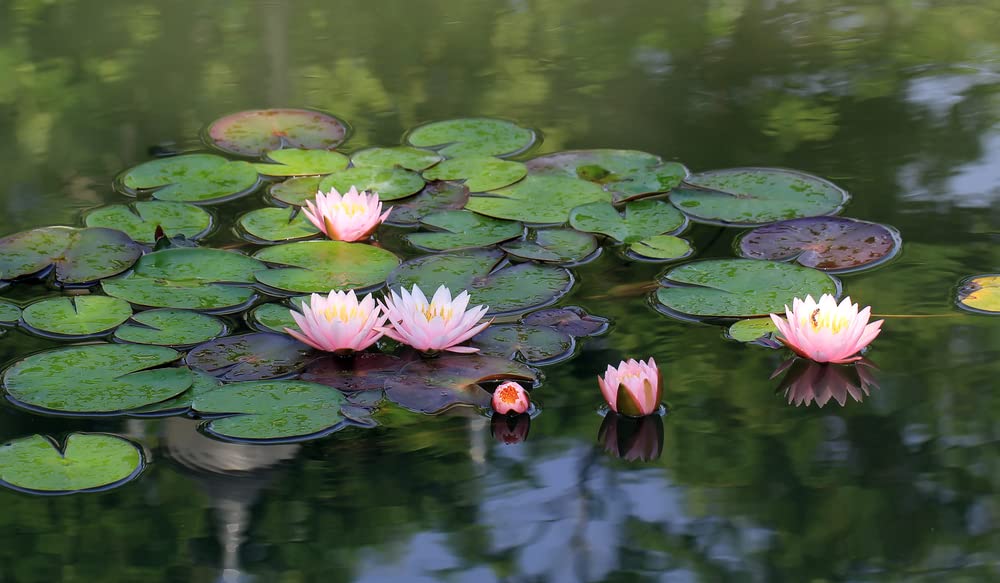 What Do Lotus Flowers Filter from Ponds? Discover Their Eco Benefits –  Poposoap
