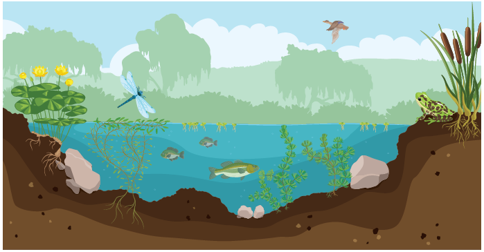 What Pond Water Animal Is a 1st Consumer? Exploring the Food Web