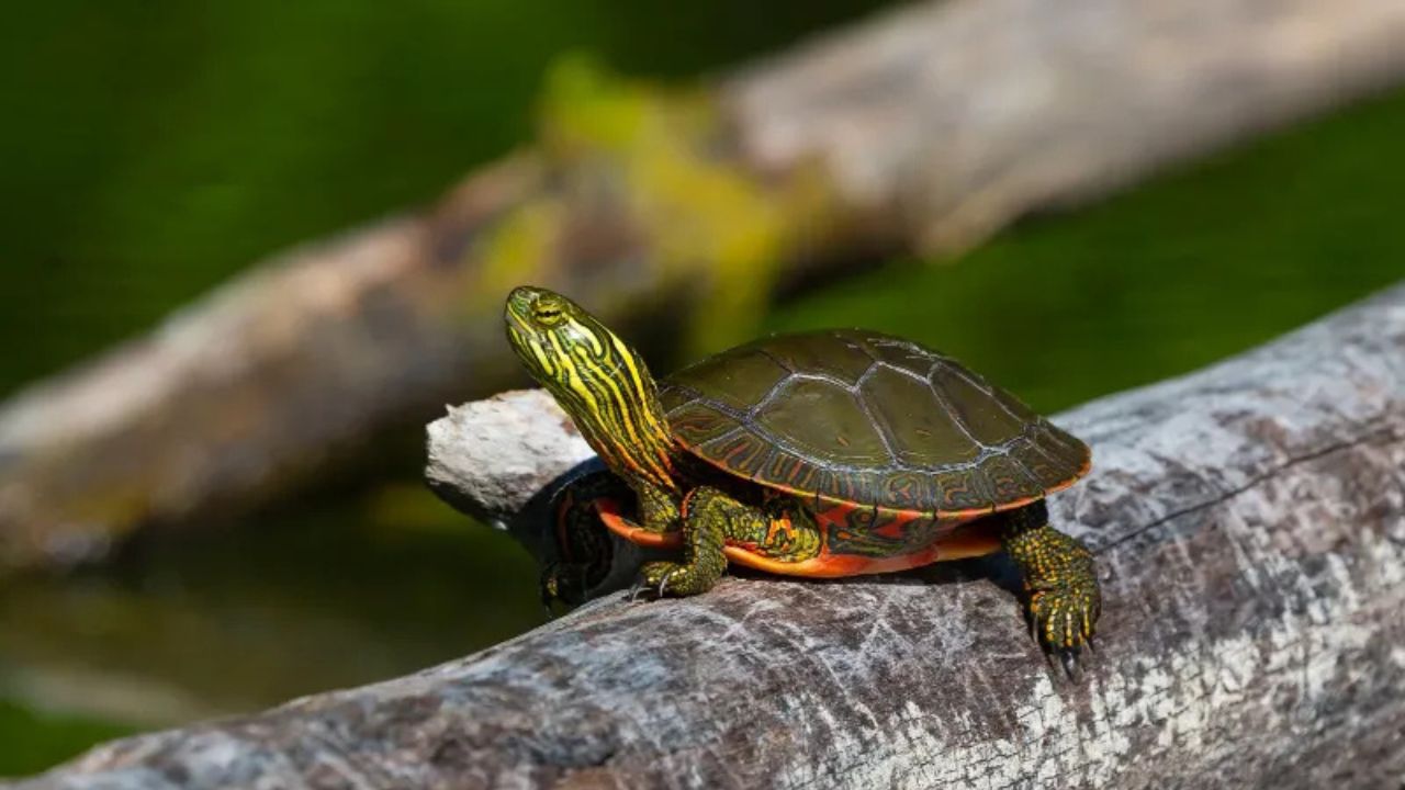Pond Turtles
