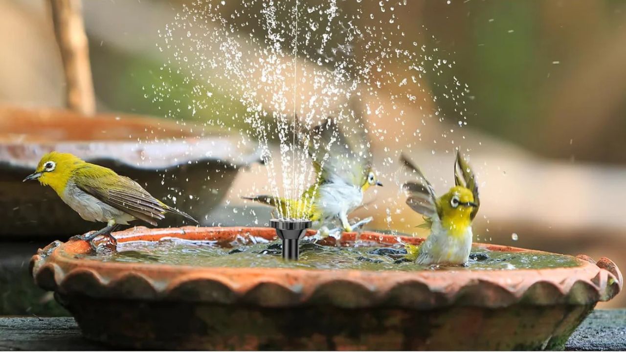 DIY Bird-Friendly Water Feature Design