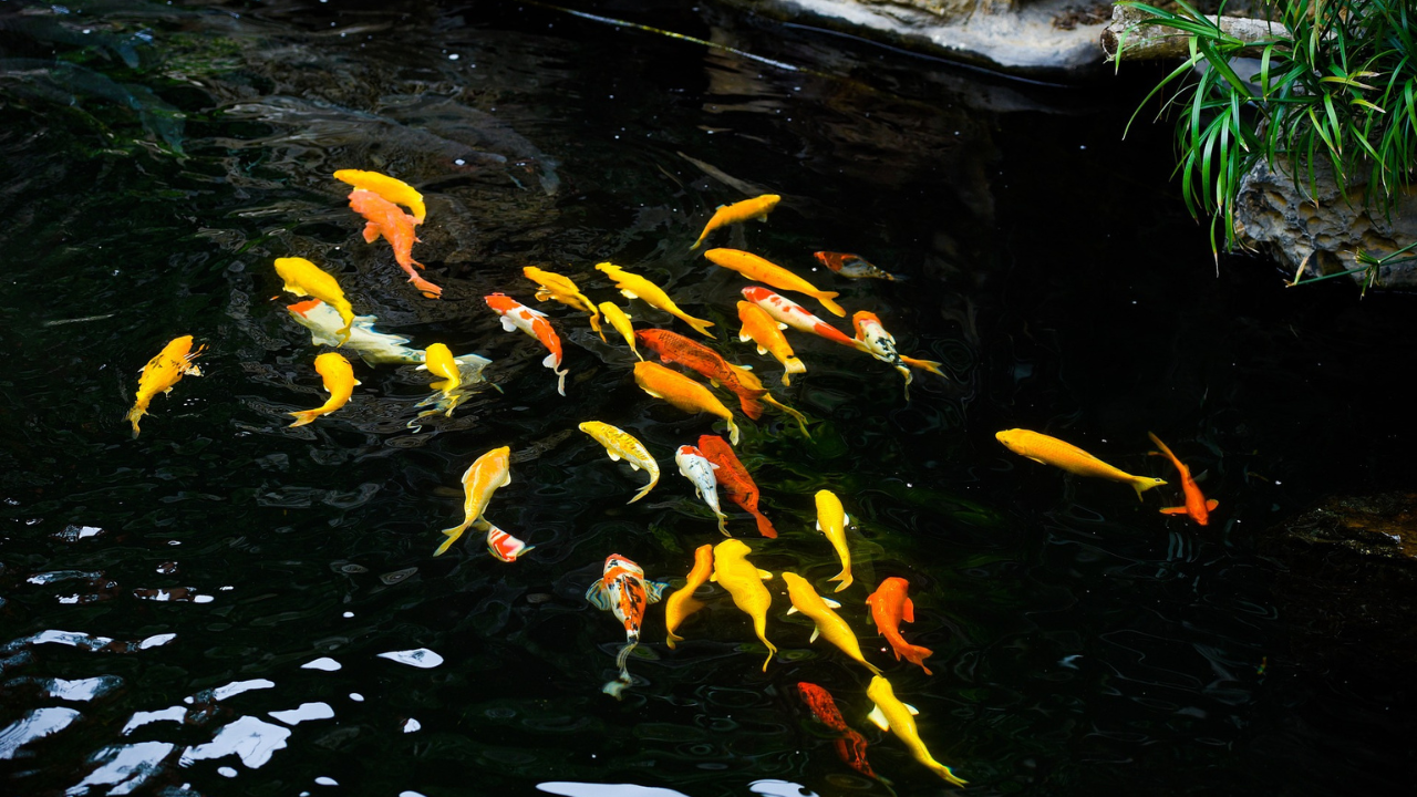 Can You Leave Fish in Your Pond During Cleansing? Vital Tips to Keep Them Safe