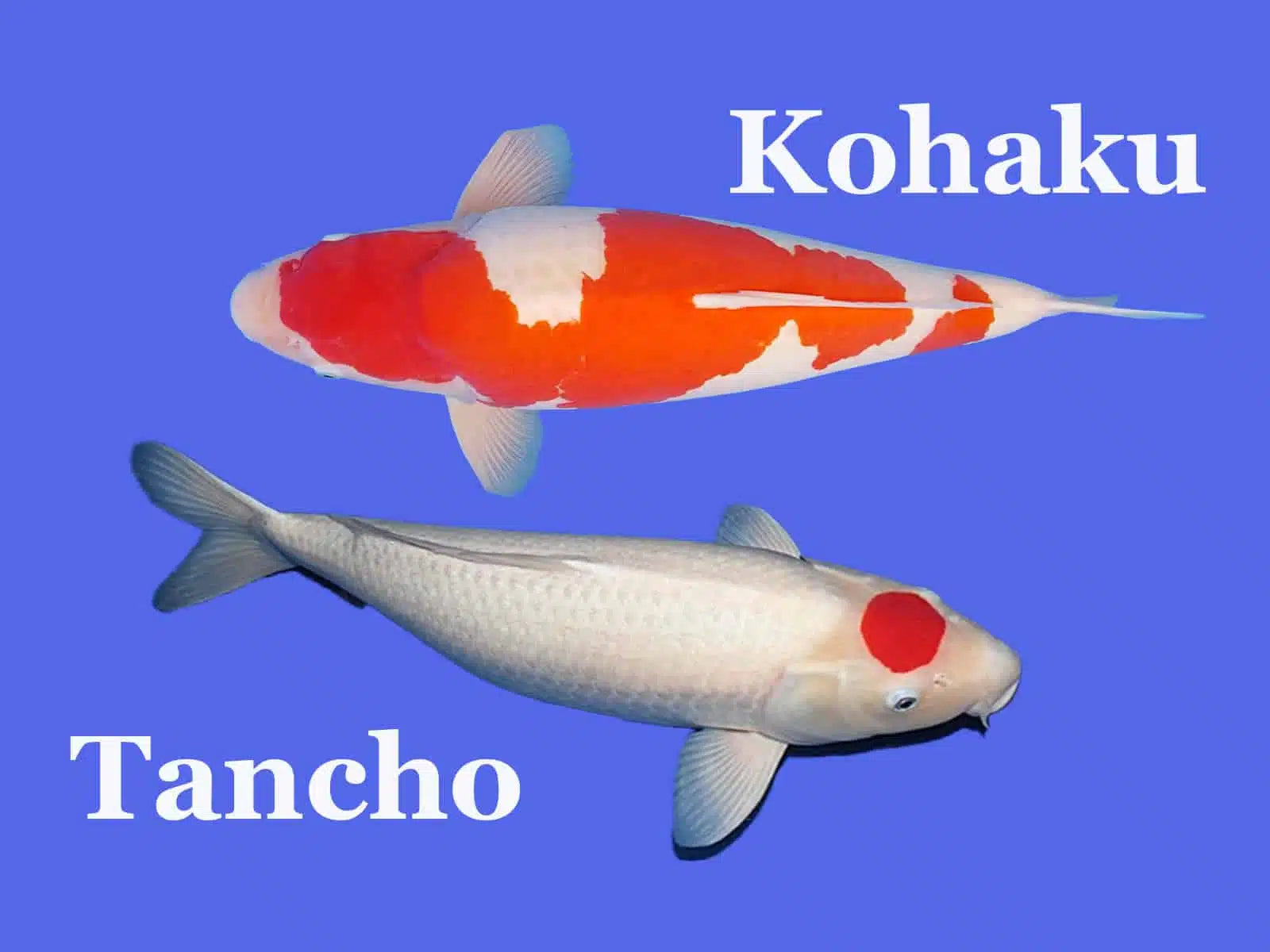 https://www.poposoapsolar.com/cdn/shop/articles/Types_of_Kohaku_Koi.webp?v=1737433053&width=1500