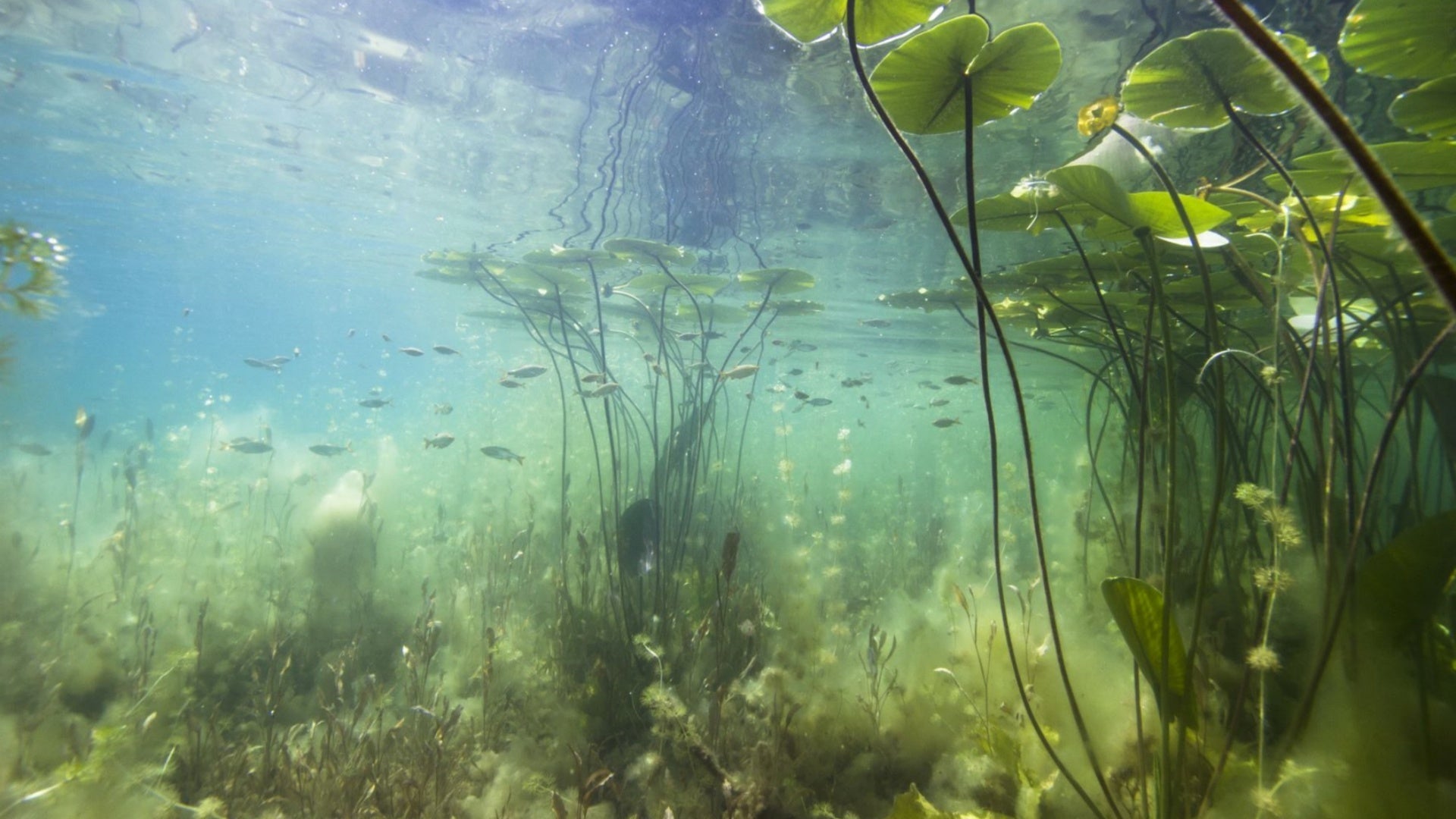 Underwater Pond Plants: A Guide to Boost Your Pond’s Ecosystem