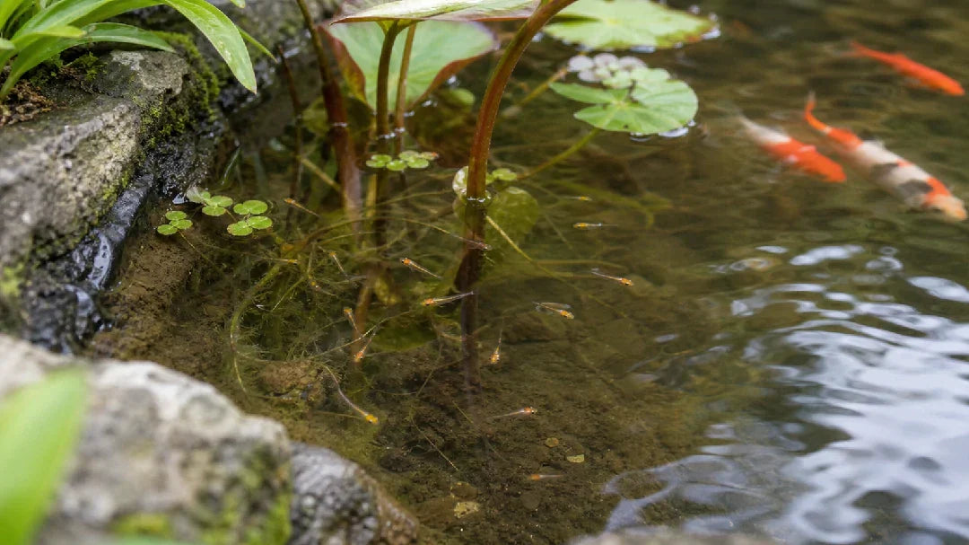 What Should I Do When My Pond Fish Have Babies