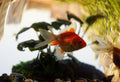 What’s the Average Lifespan of a Goldfish? (And How to Extend It Naturally)