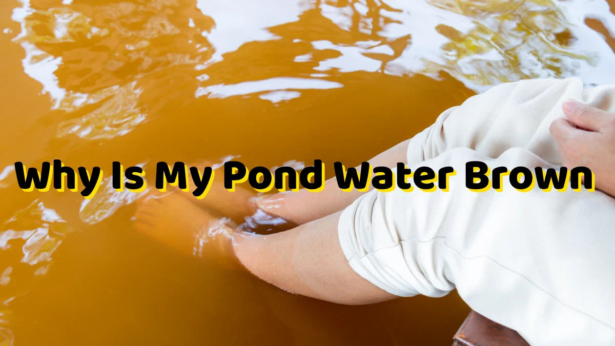 Why Is My Pond Water Brown