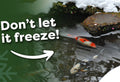 How Koi and Pond Fish Survive the Winter—And How You Can Help