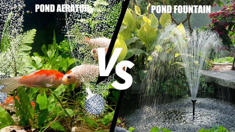 Plantes dans l'eau du bassin