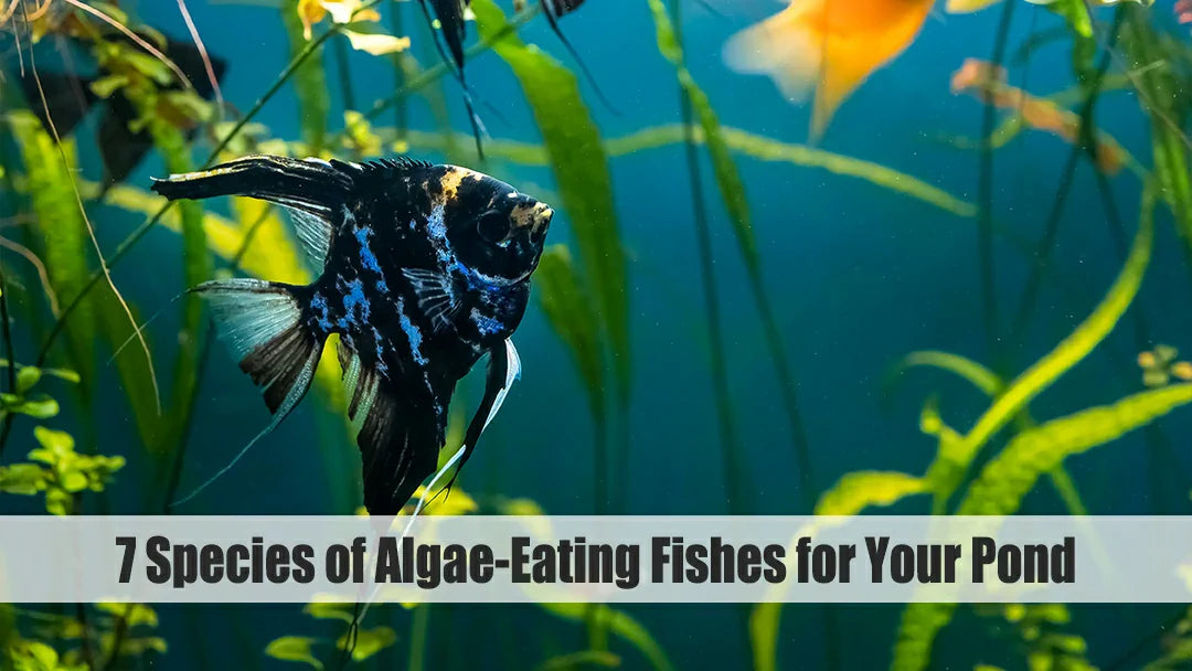 algae eating fish for ponds