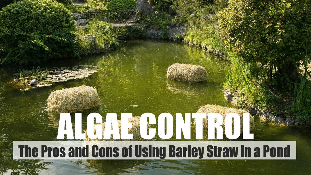 barley straw for algae control