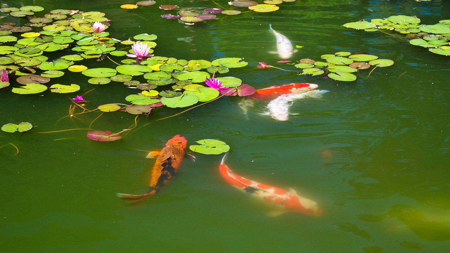 beneficial bacteria in pond health