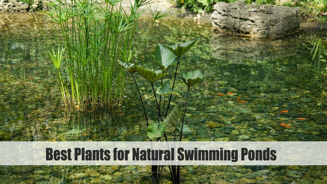best plants for natural swimming ponds