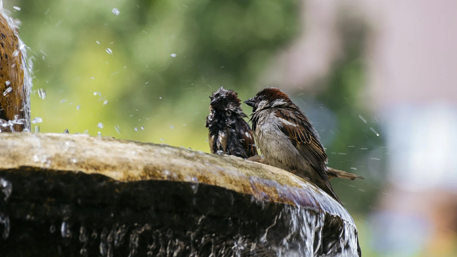 bird baths vs bird fountains