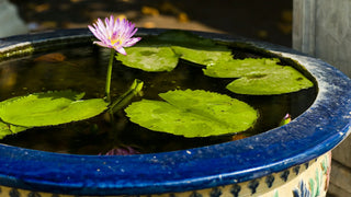 Building a DIY Pond Without Digging