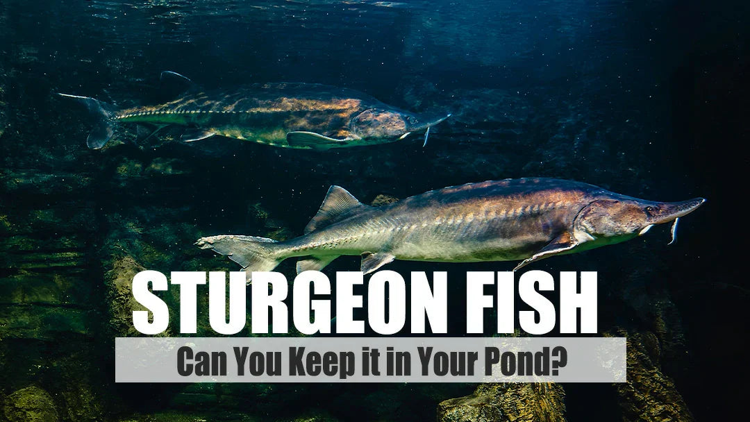 can you keep sturgeon