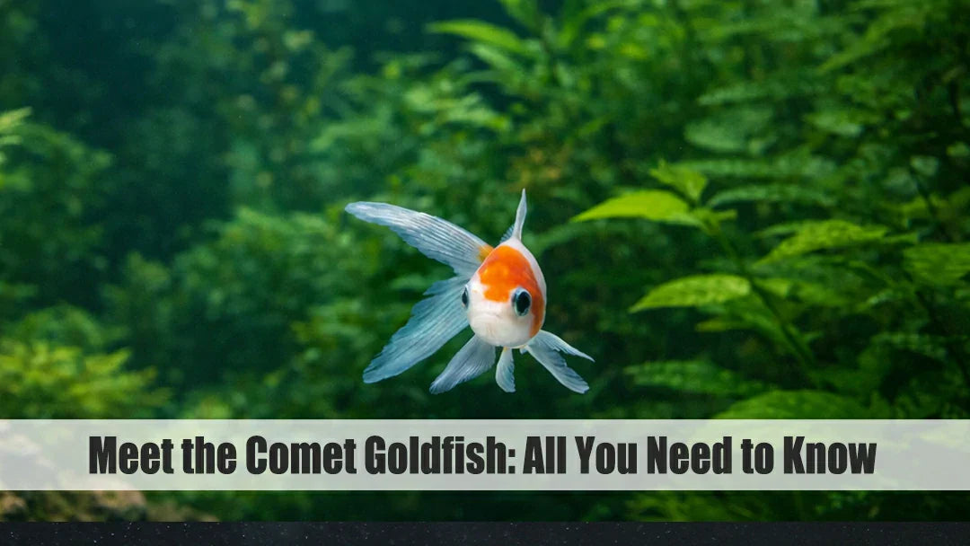 comet goldfish size