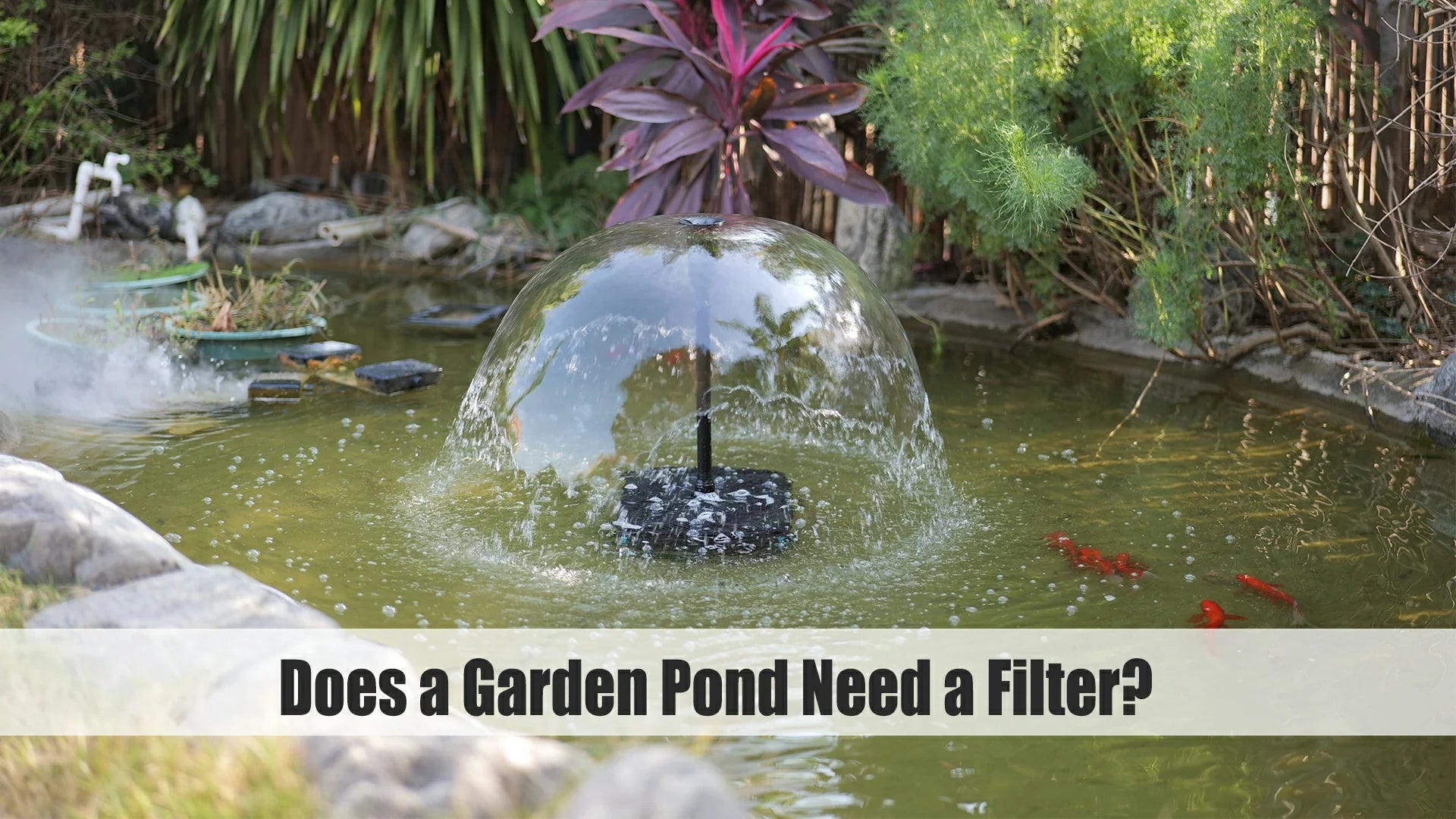 Does a Garden Pond Need a Filter? Expert Guide