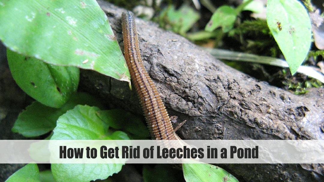 get rid of leeches in ponds