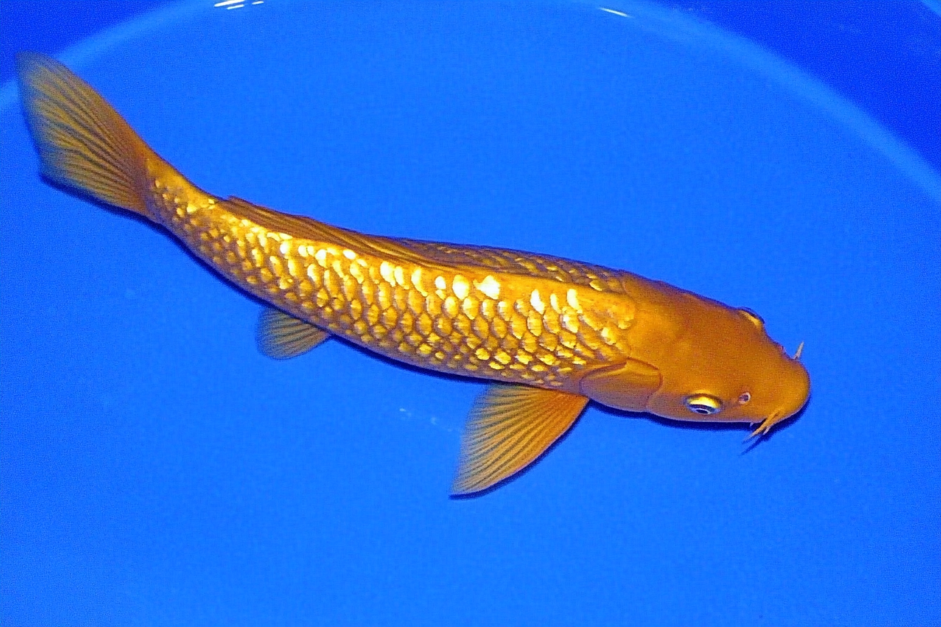 The Allure of Chagoi — Why This Fish Will Be Your Favorite Pond Koi