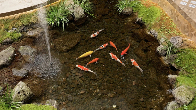 How Often Should You Clean a Pond Fountain Filter?