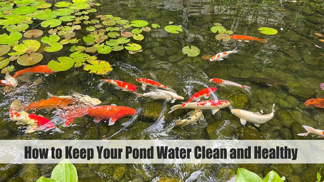 how to keep your pond water clean and healthy