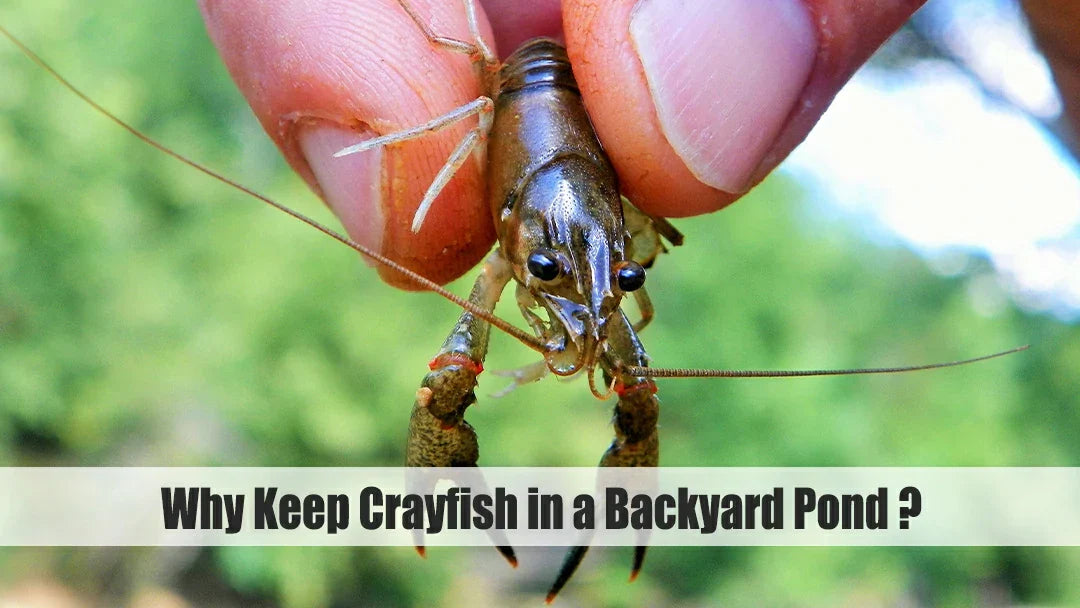 keep crayfish in a backyard pond 